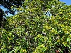 Psychotria capensis capensis