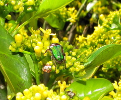 Leucocelis aeneicollis