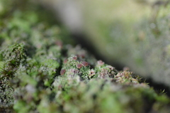 Bilimbia sabuletorum