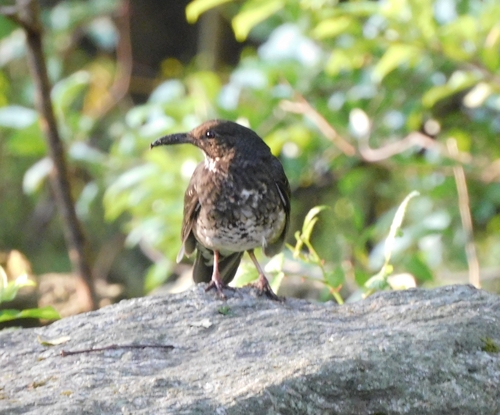 Long-billed Thrush (Zoothera monticola), photo 6