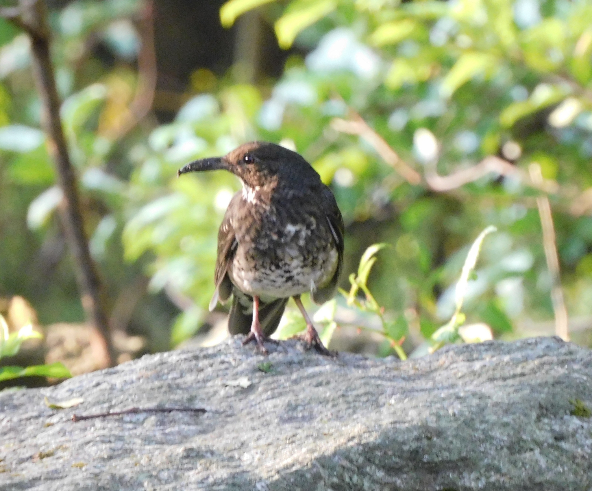 Long-billed Thrush (Zoothera monticola), photo 6