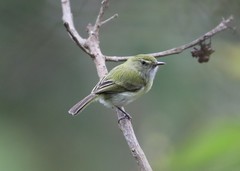 Hemitriccus nidipendulus