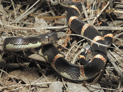 Rhinocheilus antonii