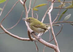 Hemitriccus nidipendulus