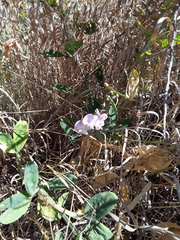 Lathyrus