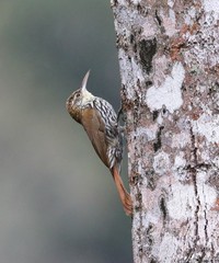 Lepidocolaptes squamatus