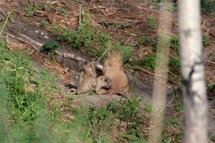 Marmota kastschenkoi