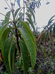 Lippia hirsuta