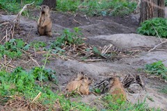 Marmota kastschenkoi
