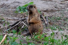 Marmota kastschenkoi