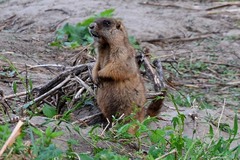 Marmota kastschenkoi