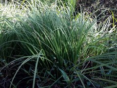 Carex subdola