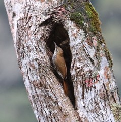 Lepidocolaptes squamatus