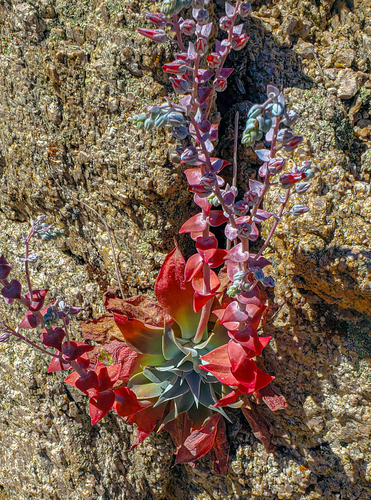 Chalk Dudleya