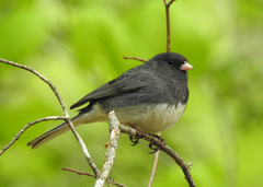 Junco hyemalis image