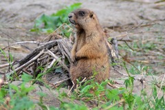 Marmota kastschenkoi
