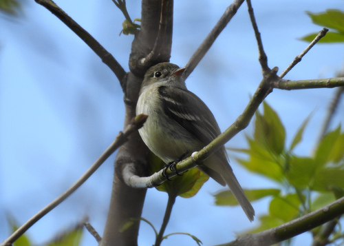 Empidonax minimus image