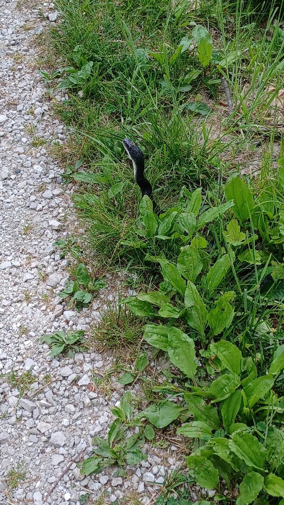 North American Ratsnakes from Quarry Rd, Villa Ridge, MO, US on May 8