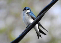 Tachycineta bicolor image