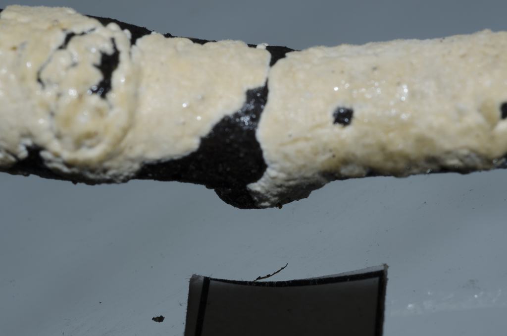 Aleurodiscus coralloides