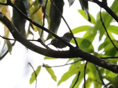 Thamnophilus ambiguus