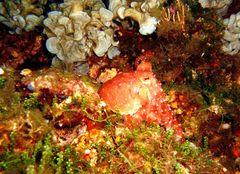 Callistoctopus macropus