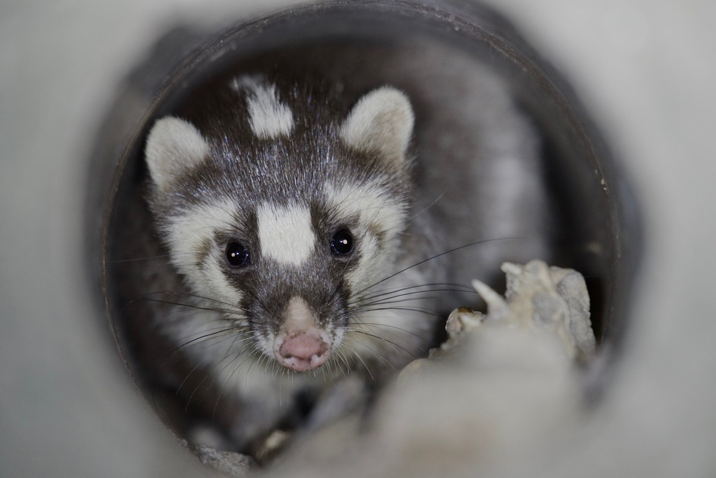 Small-toothed Ferret Badger from 中国江苏省南京市玄武区 on October 13, 2019 at 11: ...