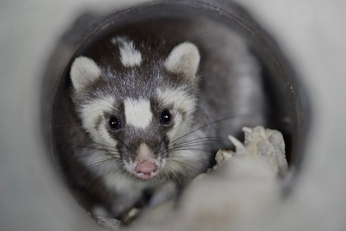 Melogale moschata (Gray, 1831)