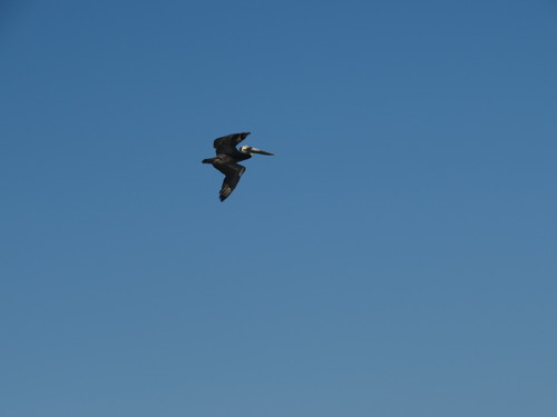 Brown Pelican