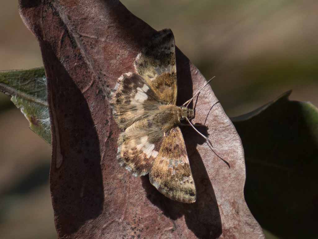 Clito bibulus