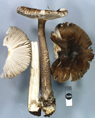 Amanita drummondii