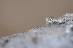 Phaeocalicium curtisii