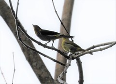 Hemithraupis flavicollis