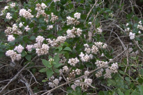 Fragrant Mistflower