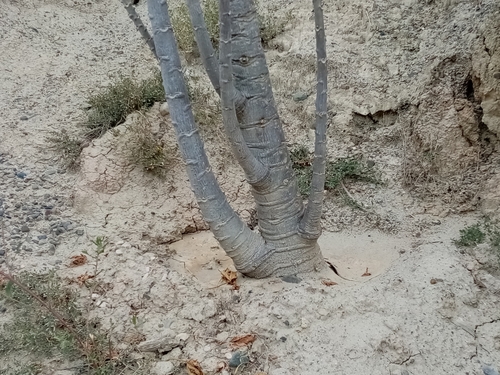 Vasconcellea pubescens