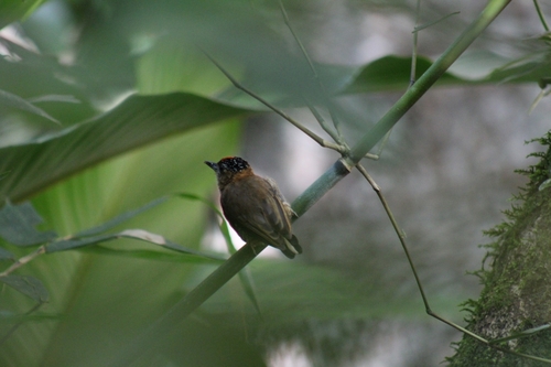 Mottled Piculet (Picumnus nebulosus), photo 8