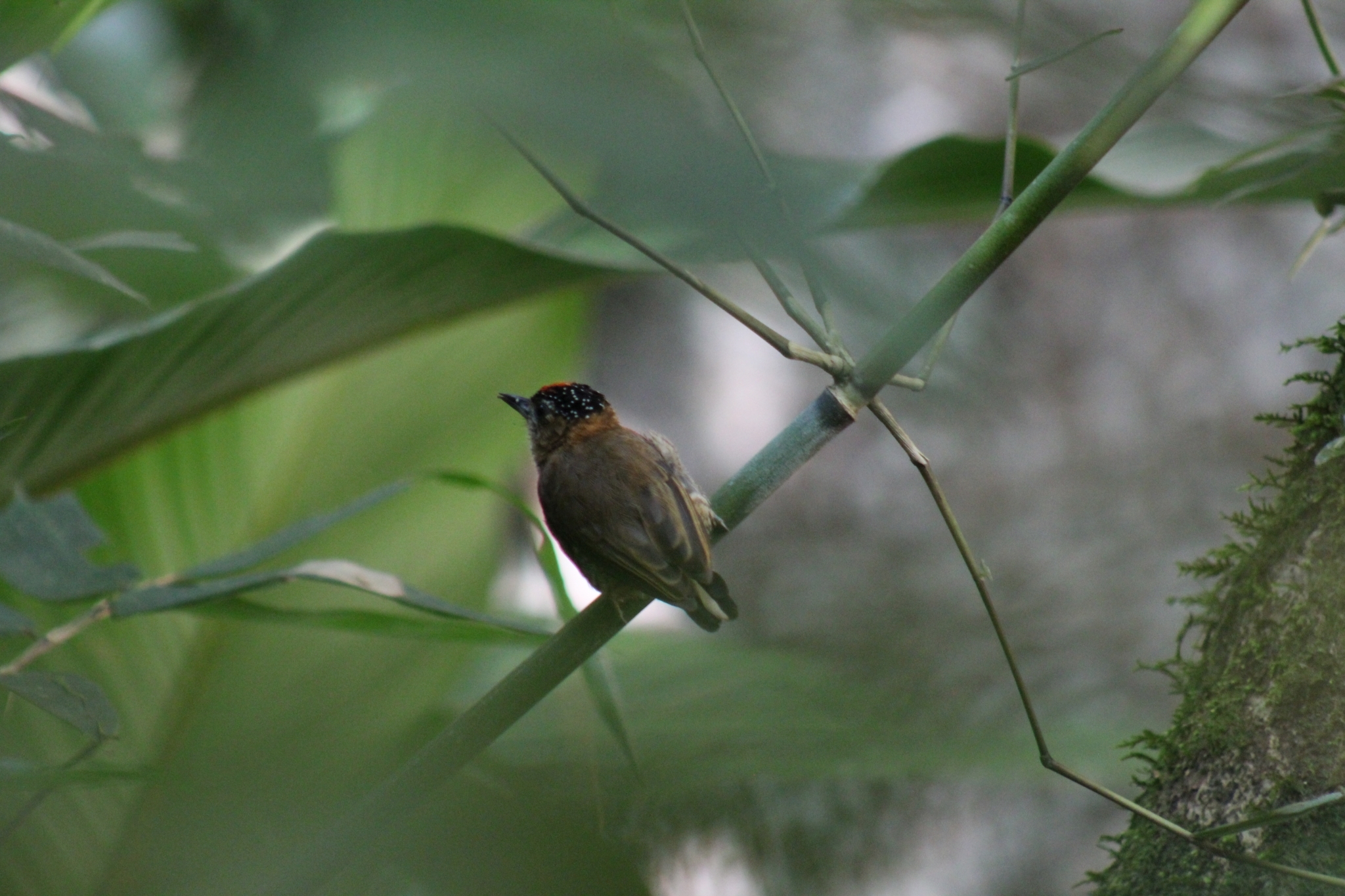 Mottled Piculet (Picumnus nebulosus), photo 8