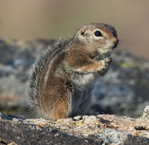 Harris' Antelope Squirrel