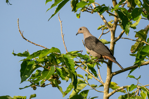 Dark-backed Imperial Pigeon (Ducula lacernulata)