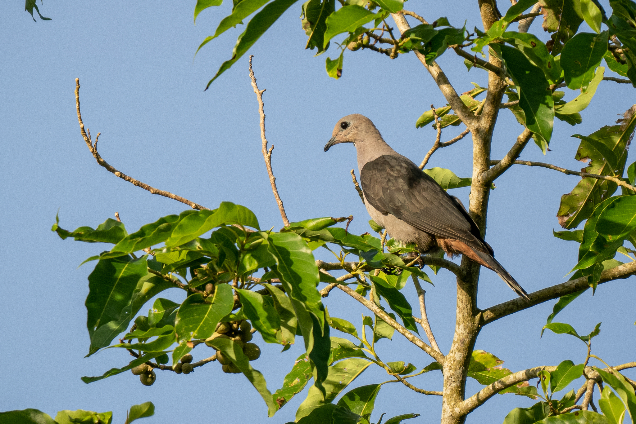 Dark-backed Imperial Pigeon (Ducula lacernulata), photo 1