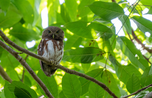 Javan Owlet (Glaucidium castanopterum), photo 3