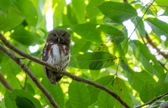 Javan Owlet photo 4