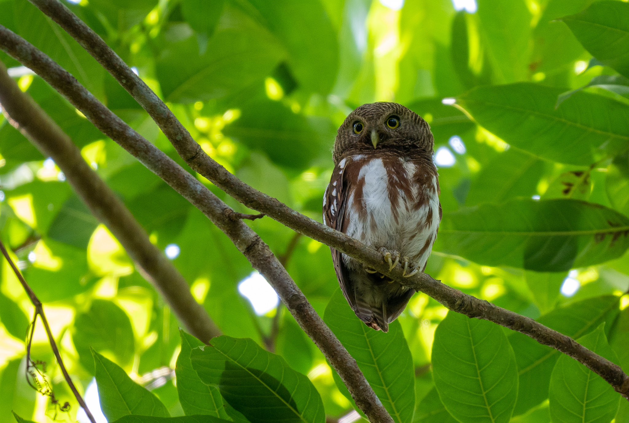Javan Owlet (Glaucidium castanopterum), photo 4