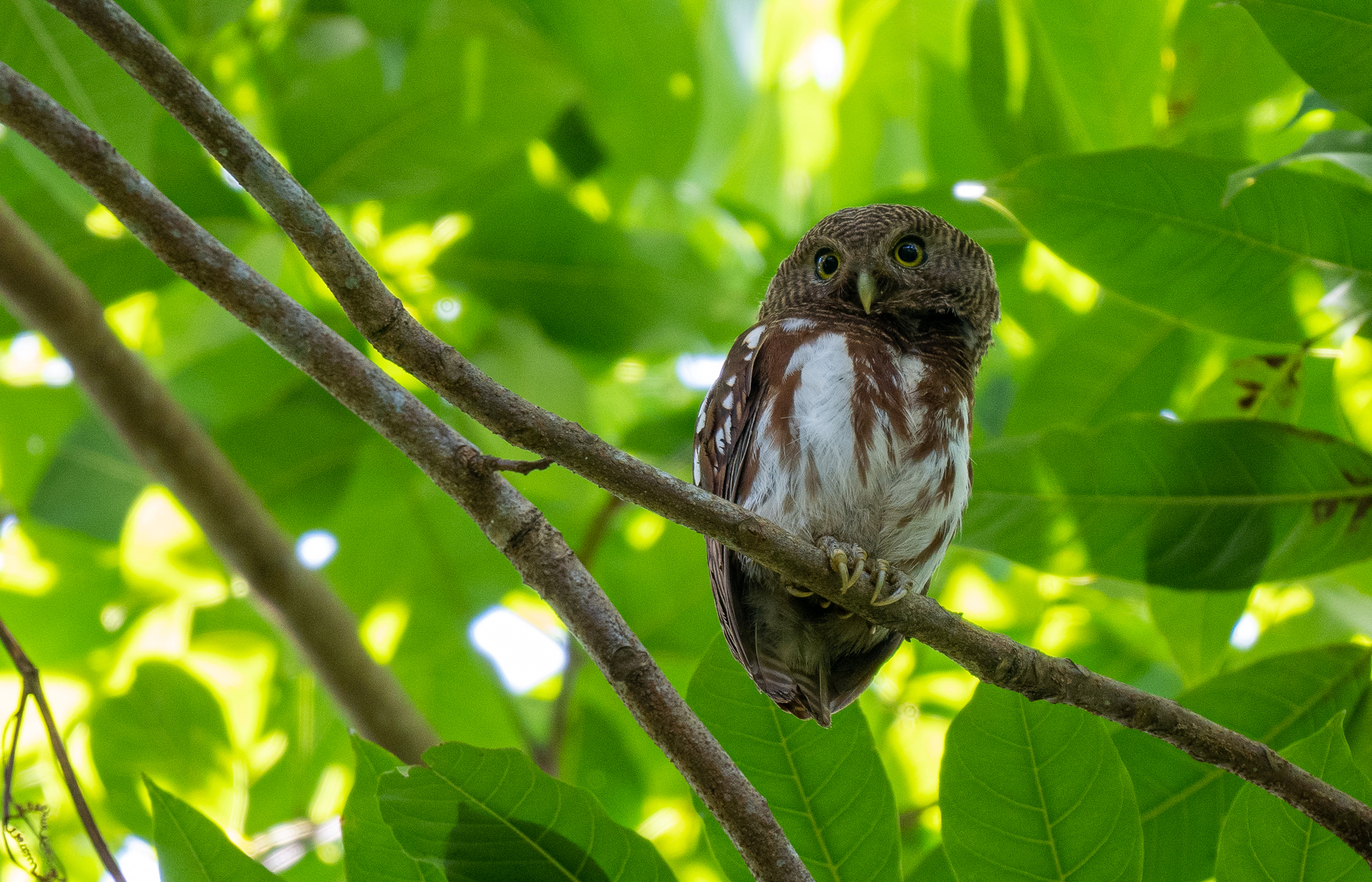 Javan Owlet (Glaucidium castanopterum), photo 5