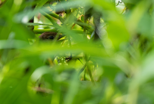 Javan Bush Warbler (Locustella montis), photo 2