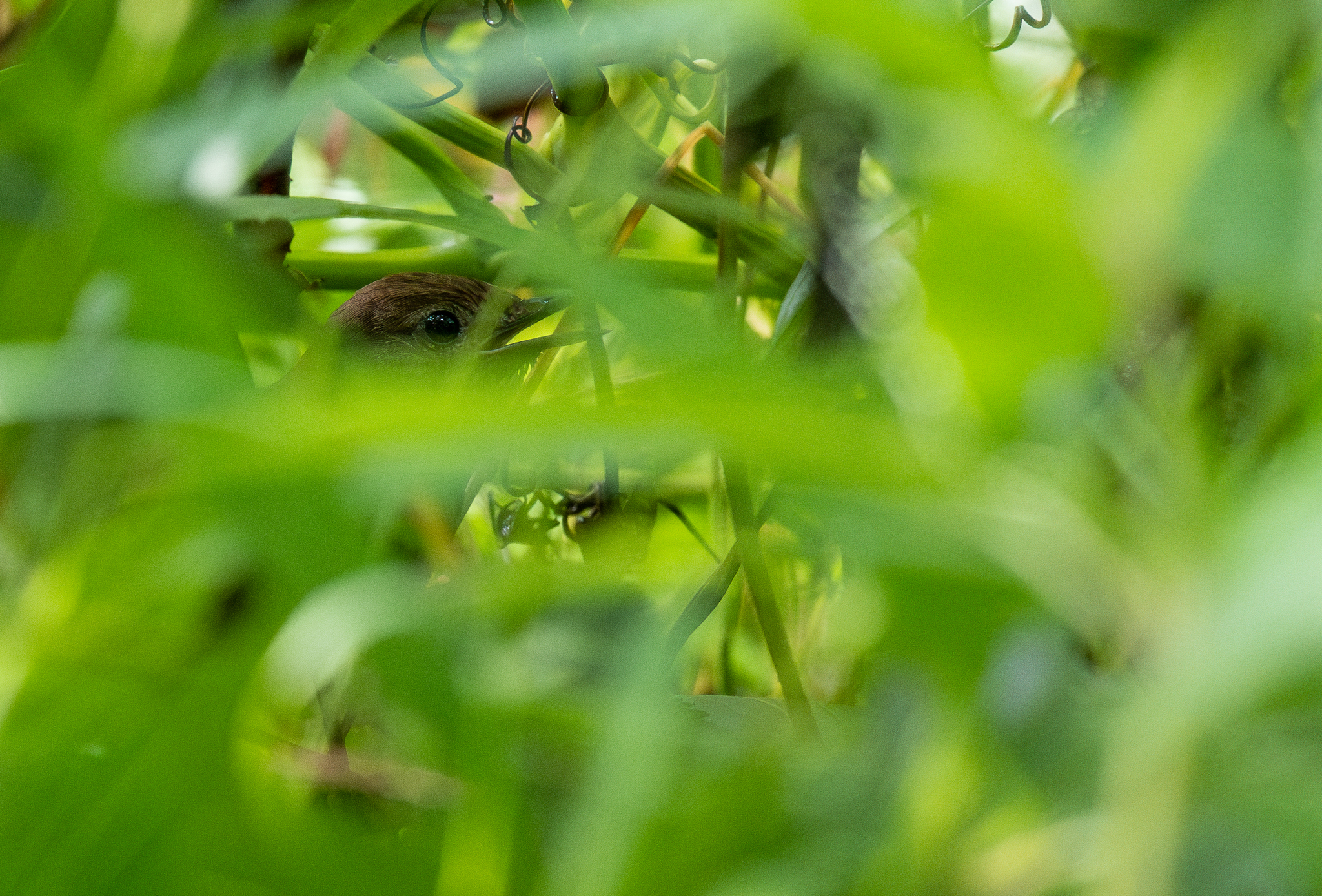 Javan Bush Warbler (Locustella montis), photo 2