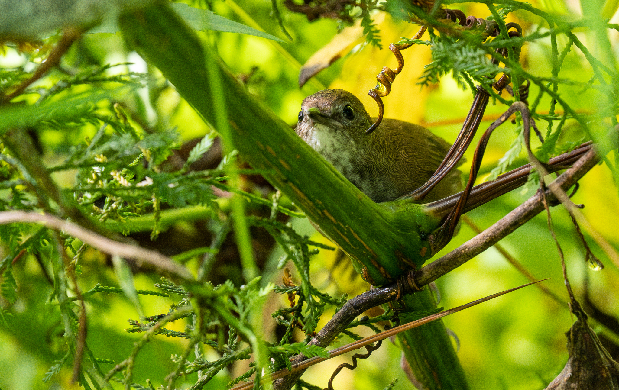 Javan Bush Warbler (Locustella montis), photo 3