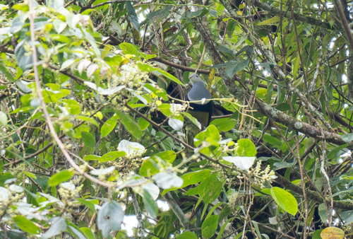 Banded Fruit Dove (Ptilinopus cinctus), photo 4