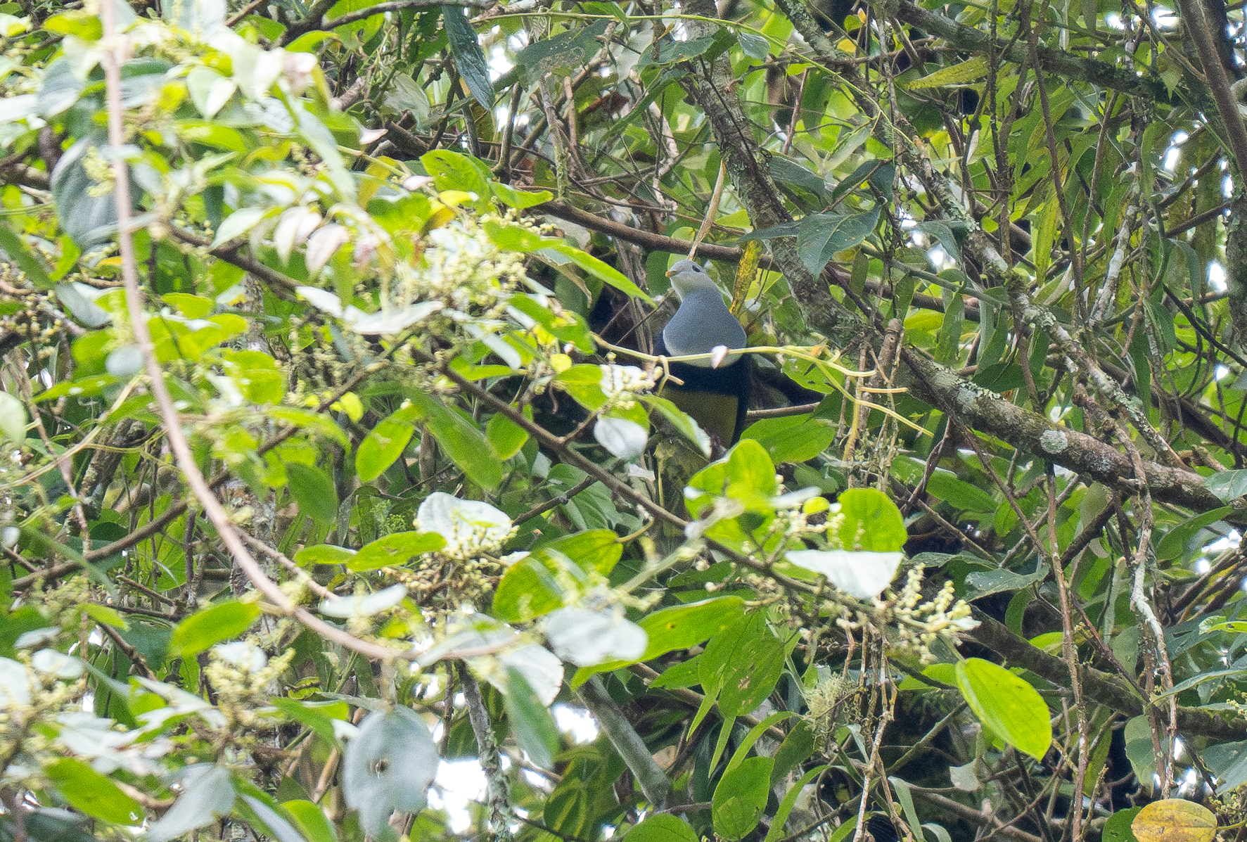Banded Fruit Dove (Ptilinopus cinctus), photo 2