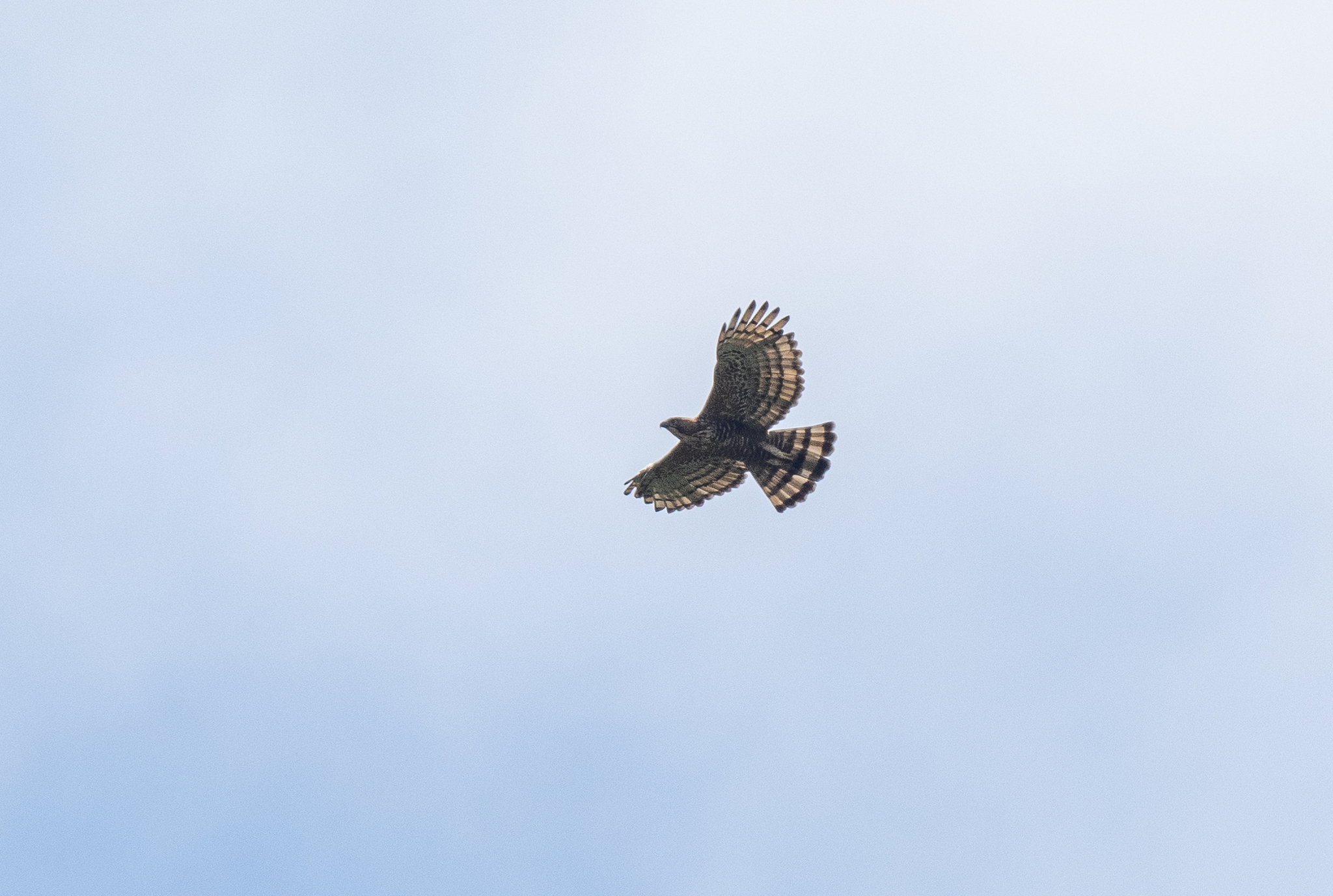 Javan Hawk-Eagle (Nisaetus bartelsi), photo 3